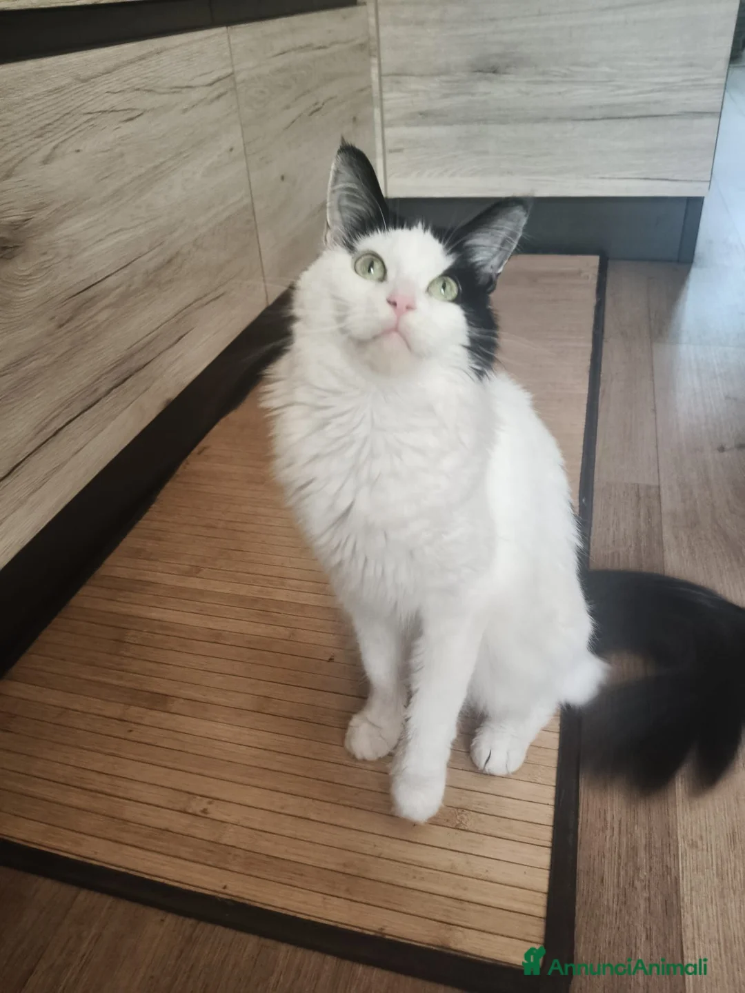 Maine Coon gatti in vendita: Cucciolo Maine coon  - Annuncio 6