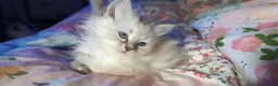 Siberiano gatti in vendita: Splendidi Cuccioli Gatto Siberiano Pedigree ENFI - Annuncio 4