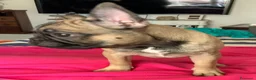 Bulldog Francese cani in vendita: Cuccioli Bulldog francese  - Annuncio 2