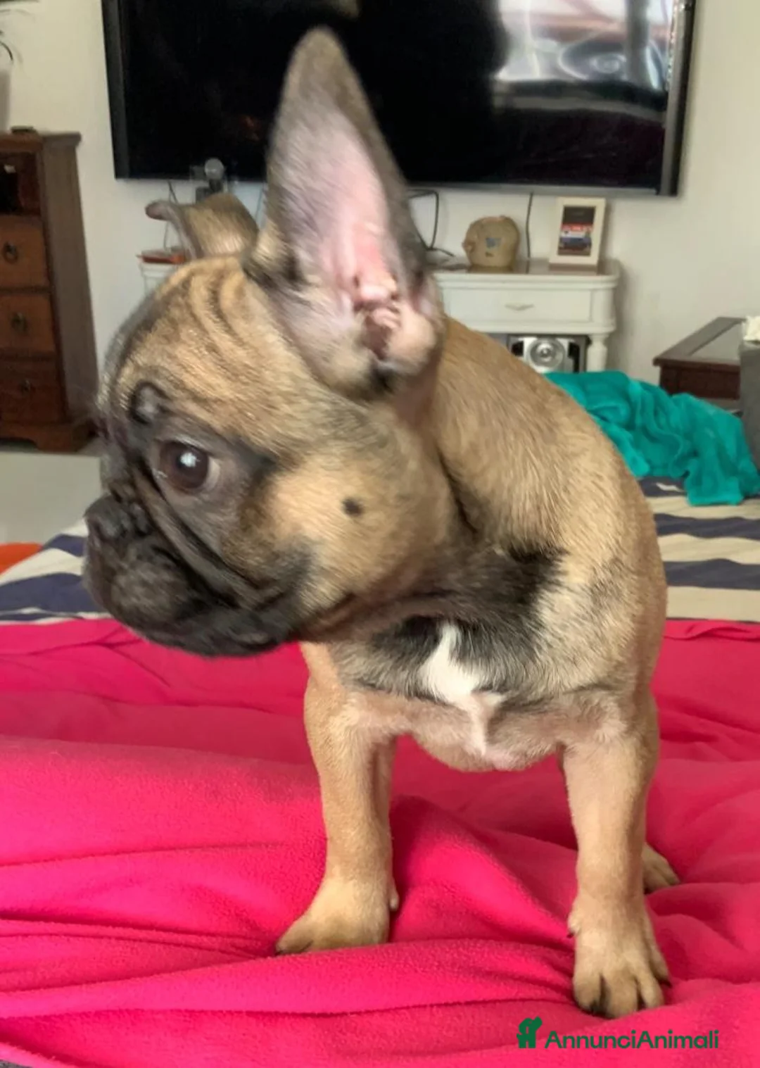Bulldog Francese cani in vendita: Cuccioli Bulldog francese  - Annuncio 2