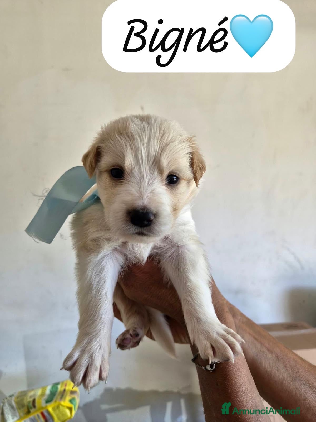 Meticcio cani Muffin tenero cucciolo simil pastore australiano  - Annuncio 41