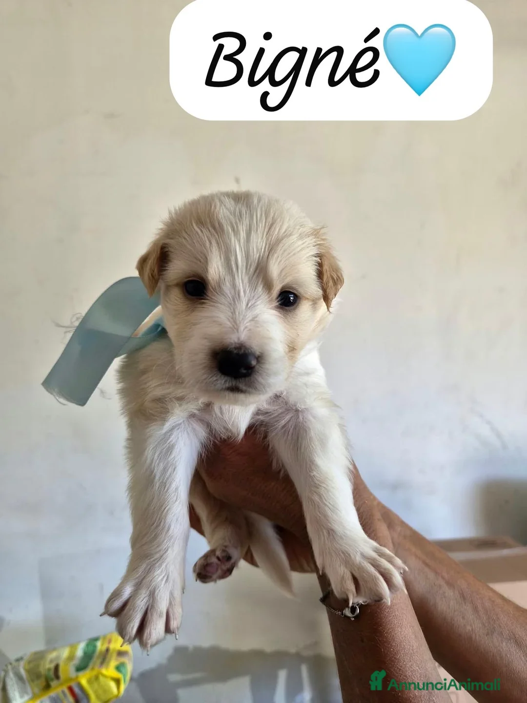 Meticcio cani in regalo: Muffin tenero cucciolo simil pastore australiano  - Annuncio 1