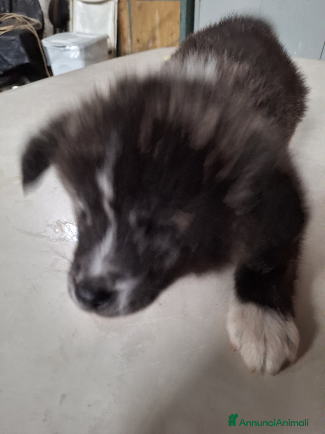 Akita Inu cani in vendita: Akita inu tigrati - Annuncio 3