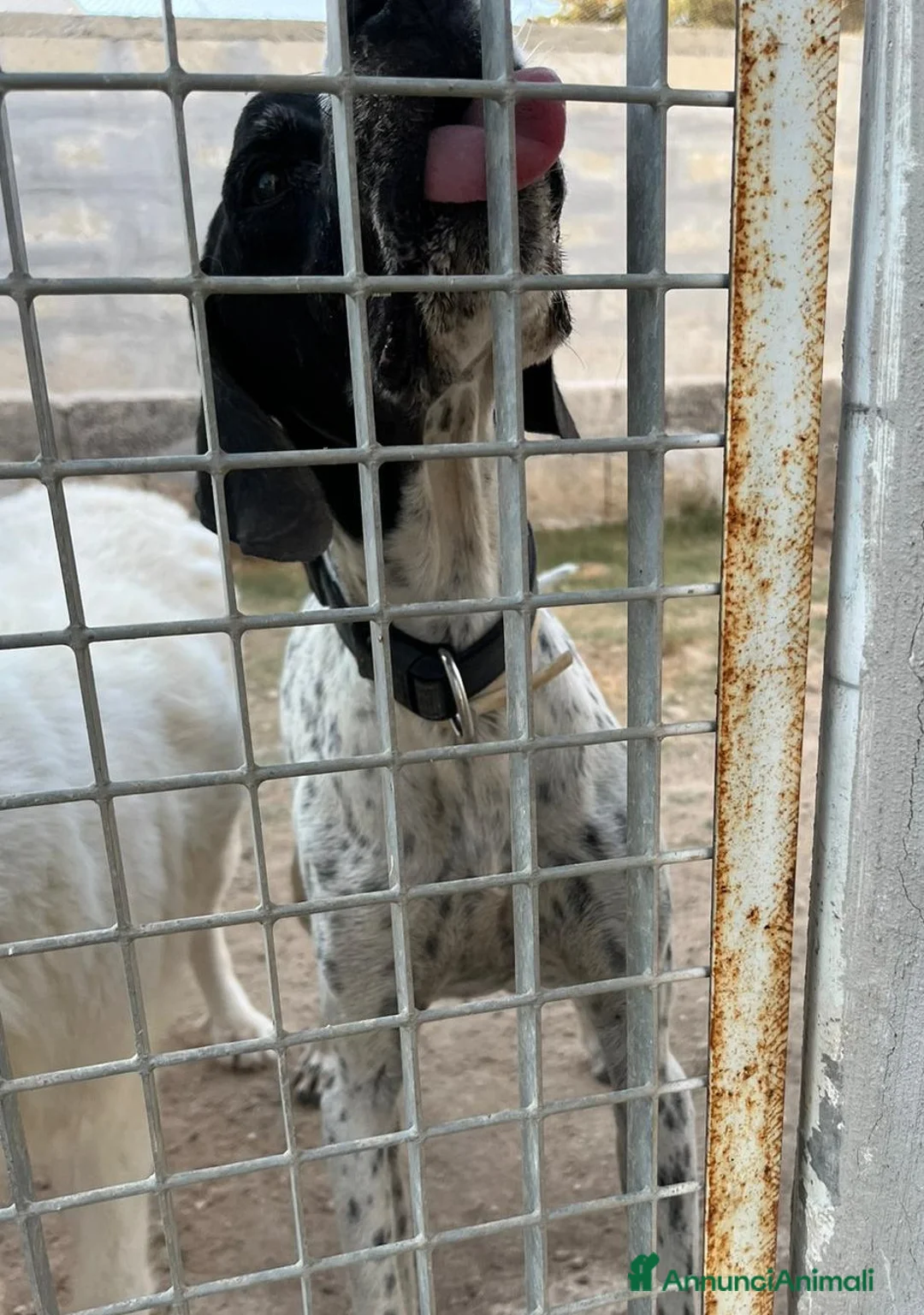 Pointer cani in regalo: DJANGO adorabile cane da adottare! - Annuncio 3