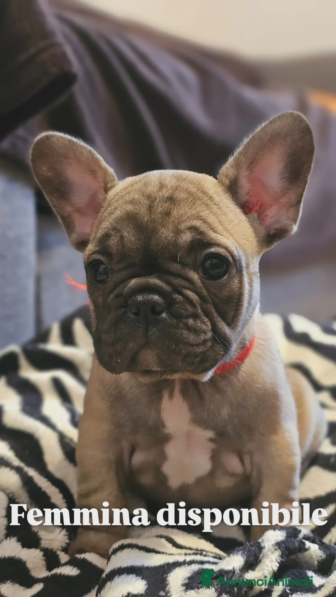 Bulldog Francese cani in vendita: Bulldog francese pedigree ENCI  - Annuncio 2