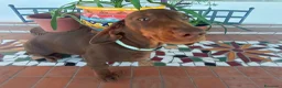 Bassotto cani in vendita: Bassotto con Pedigree Enci.  - Annuncio 5