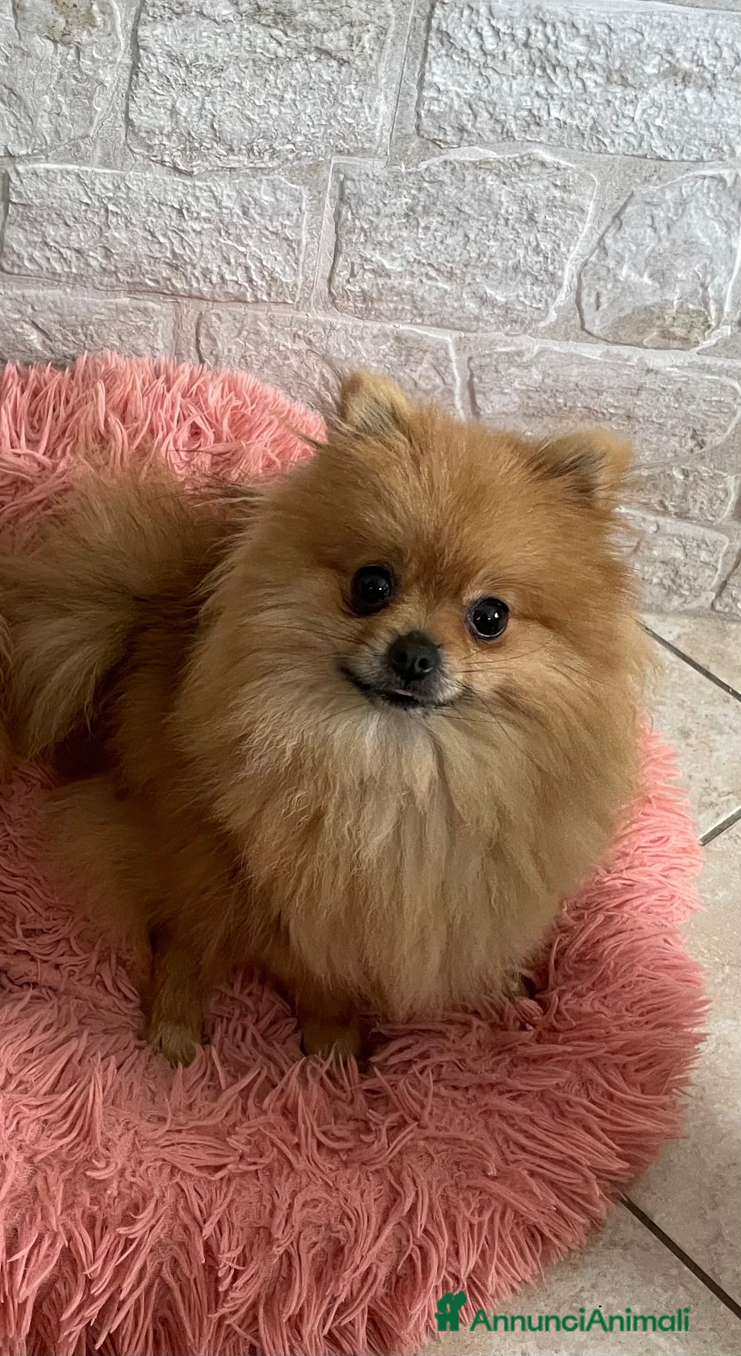 Spitz cani Pomerania femmina miniatura - Annuncio 1