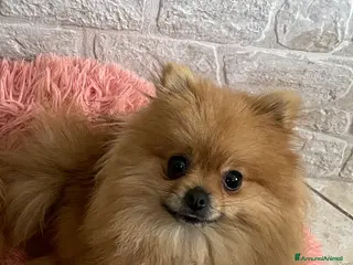 Spitz cani Pomerania femmina miniatura - Annuncio 1