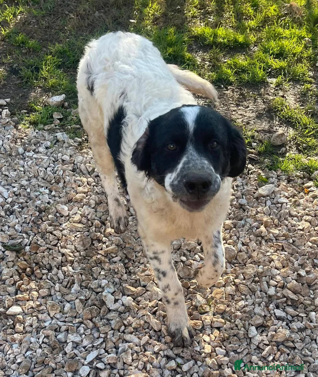 Meticcio cani in regalo: 10 mesi, buono come il pane, taglia media,  - Annuncio 9