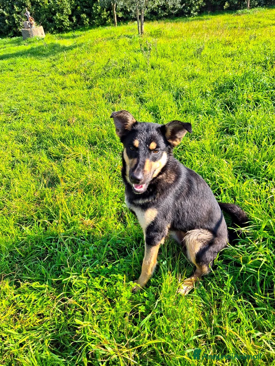 Meticcio cani in regalo: ADA 🩷 - cucciola taglia media contenuta cerca 🏠  - Annuncio 7