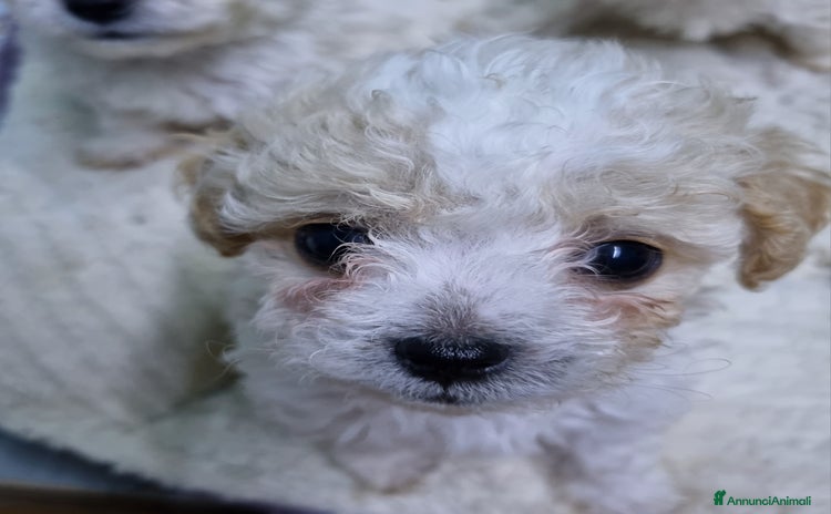 Bichon cani a Province of Padua - Annuncio 1