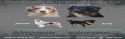 Australian Shepherd cani in vendita: Amorevoi Cuccioli Pastore Australiano (Aussi) - Annuncio 1