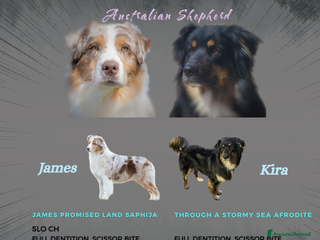 Australian Shepherd cani Amorevoi Cuccioli Pastore Australiano (Aussi) - Annuncio 11