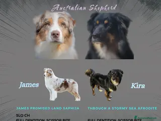 Australian Shepherd cani Amorevoi Cuccioli Pastore Australiano (Aussi) - Annuncio 16