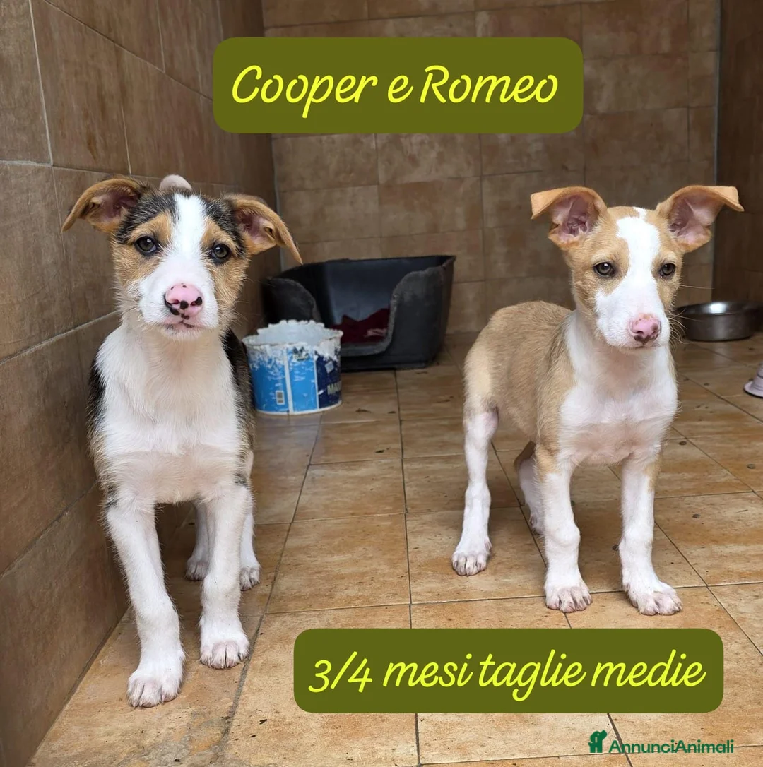 Meticcio cani in regalo: Tanti cuccioli da salvare  a Città Metropolitana di Bologna - Annuncio 10