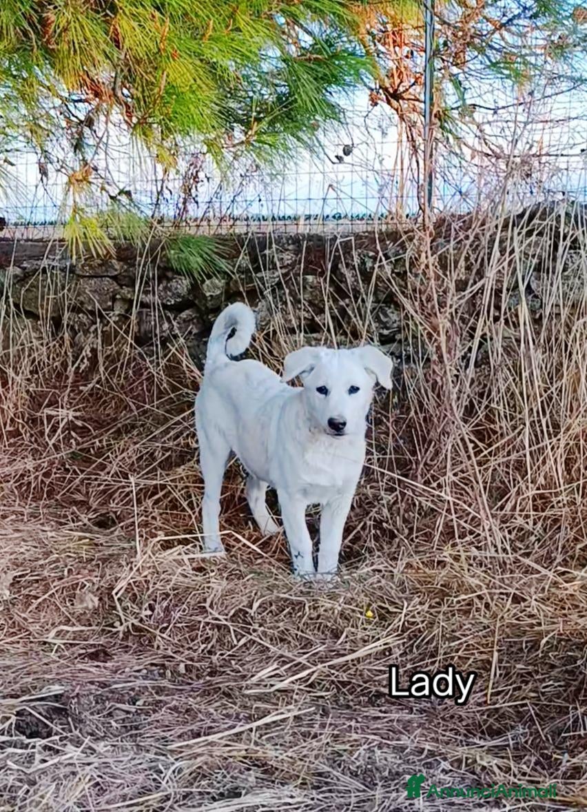 Meticcio cani Cucciola 3 mesi e mezzo  - Annuncio 22