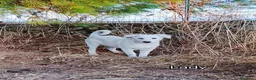 Meticcio cani in regalo: Cucciola 3 mesi e mezzo  a Provincia di Taranto - Annuncio 1