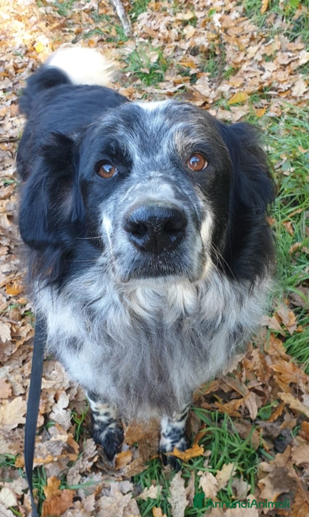 Meticcio cani in regalo: 2fratelli classe 2012, x 10anni in 1lager.ROMA a Città metropolitana di Milano - Annuncio 2