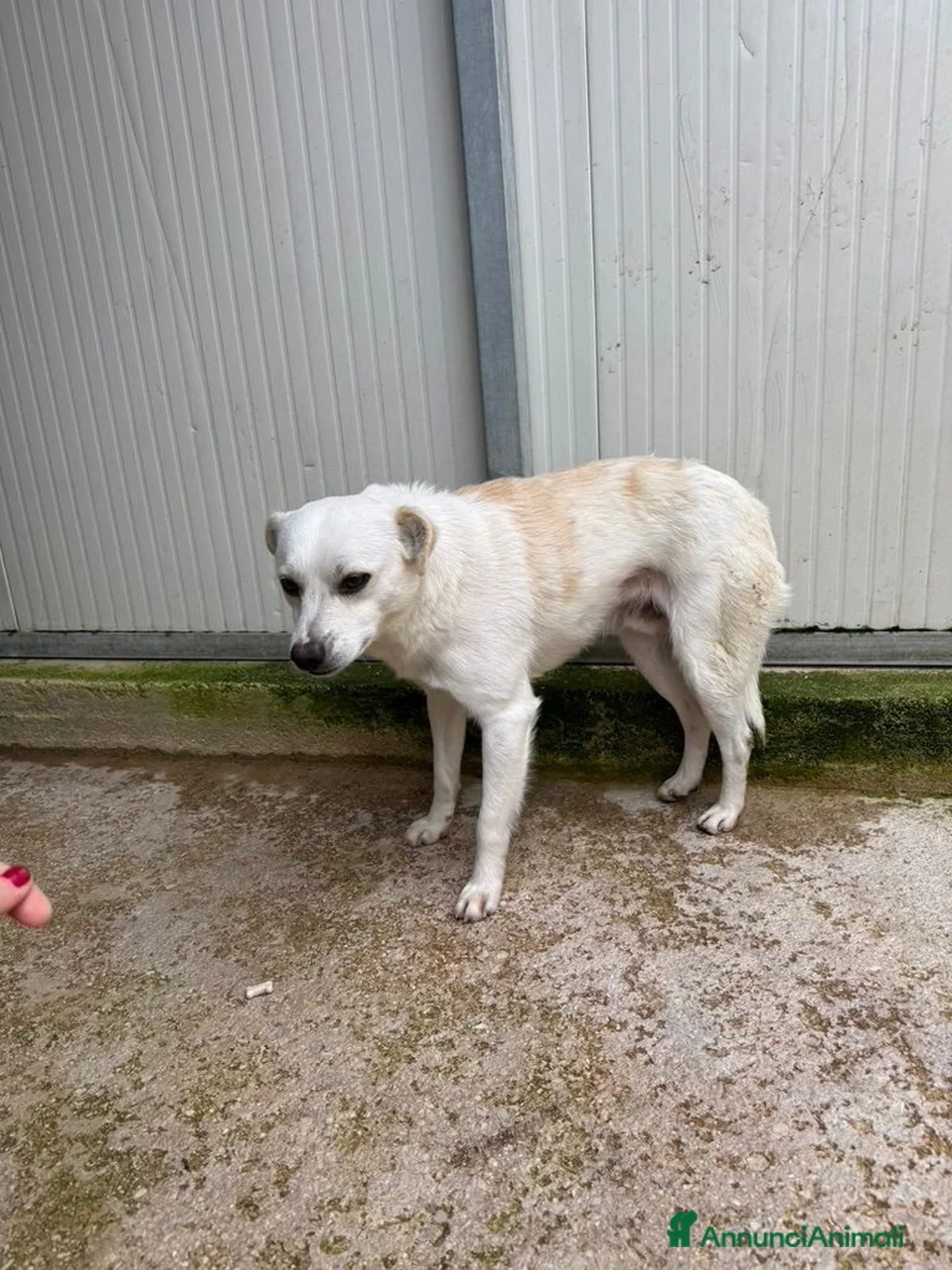 Meticcio cani in regalo: Boris: 1 anno taglia piccola  - Annuncio 9