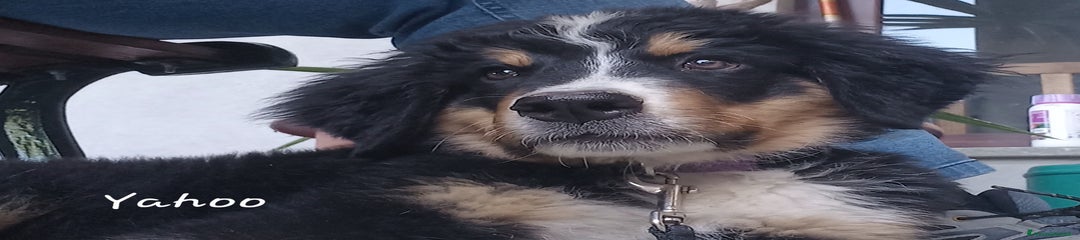 Bovaro del Bernese Cucciolo 2