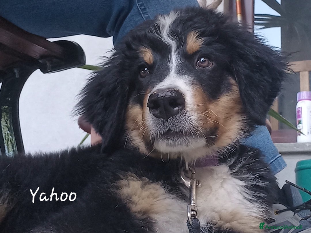 Bovaro del Bernese cani in vendita: Bernerdok's Aunts Cuccioli Y a Città Metropolitana di Torino - Immagine 21