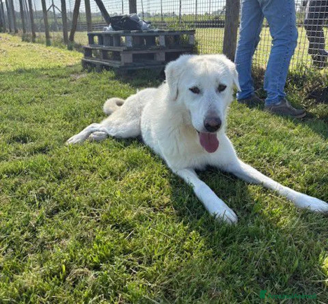 Pastore Maremmano cani in regalo: Il gigante buono: incontra Murdok - Annuncio 1