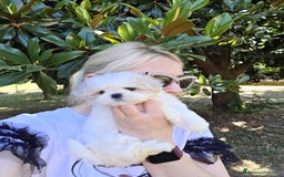 Maltese cani in vendita: Cuccioli di Maltese  a Provincia di Padova - Immagine 7