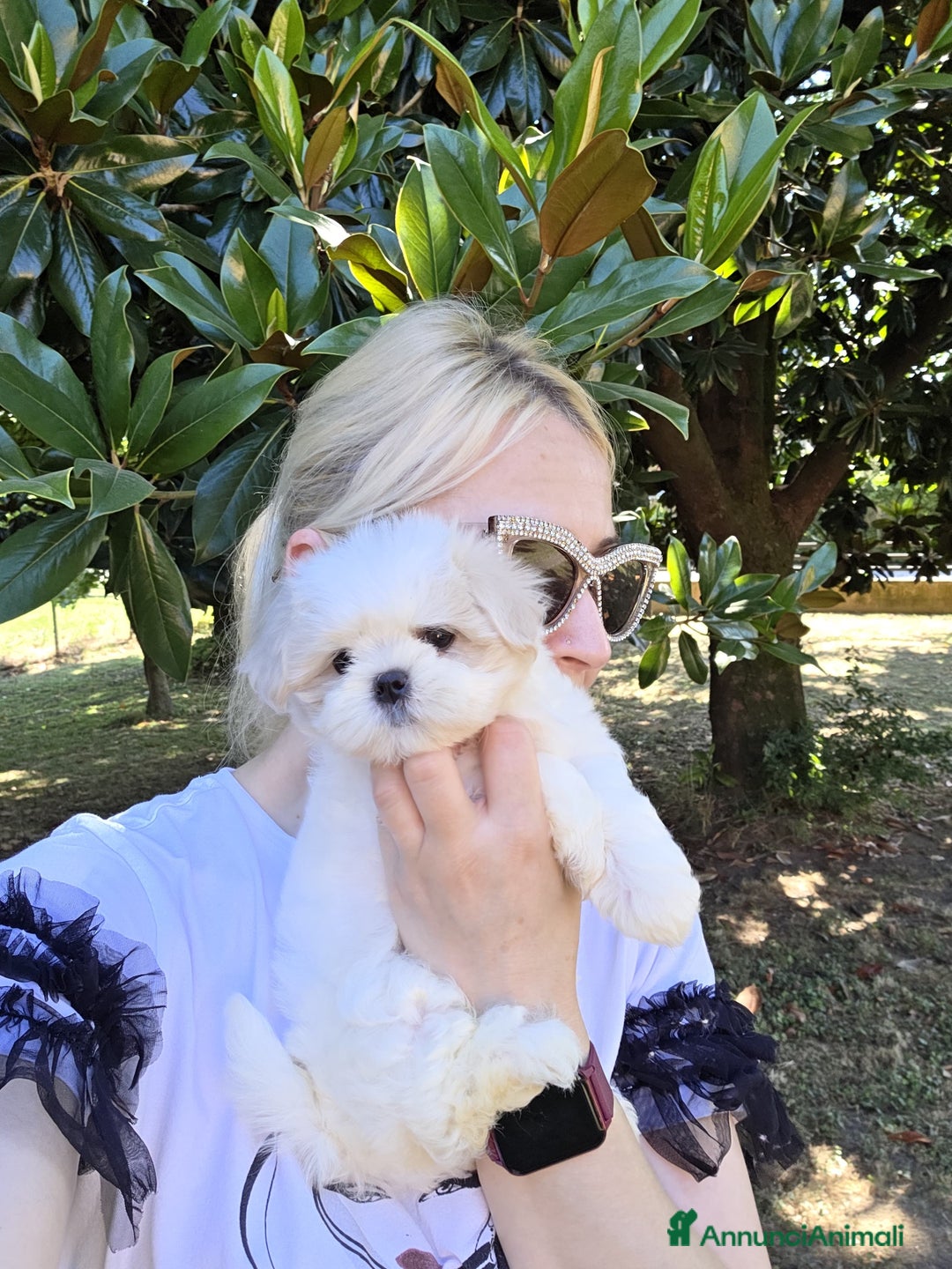 Maltese cani in vendita: Cuccioli di Maltese  a Provincia di Padova - Immagine 7
