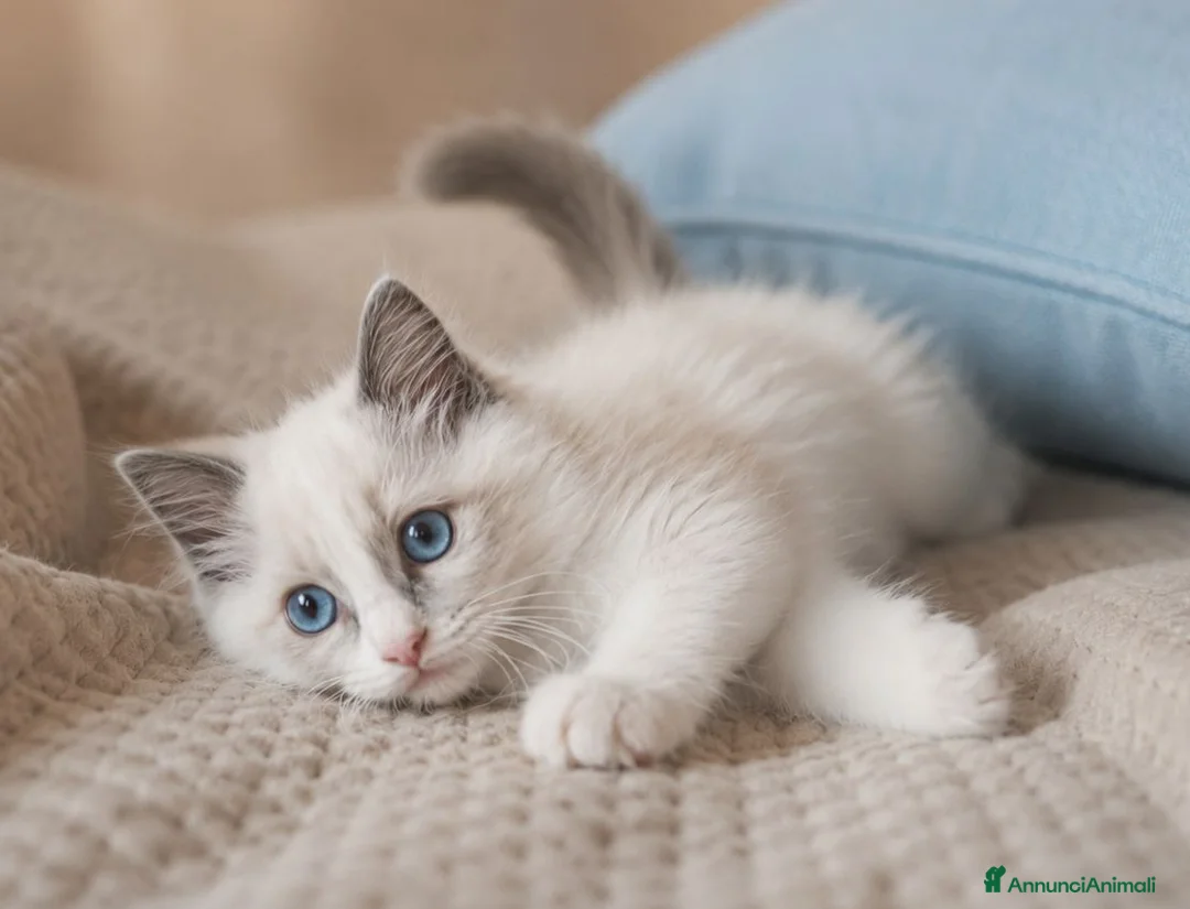 Ragdoll gatti in vendita: Cucciolo ragdoll blu bicolor  - Annuncio 2