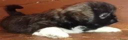 Shih Tzu cani in vendita: Splendidi cuccioli di Shih tzu - Annuncio 8