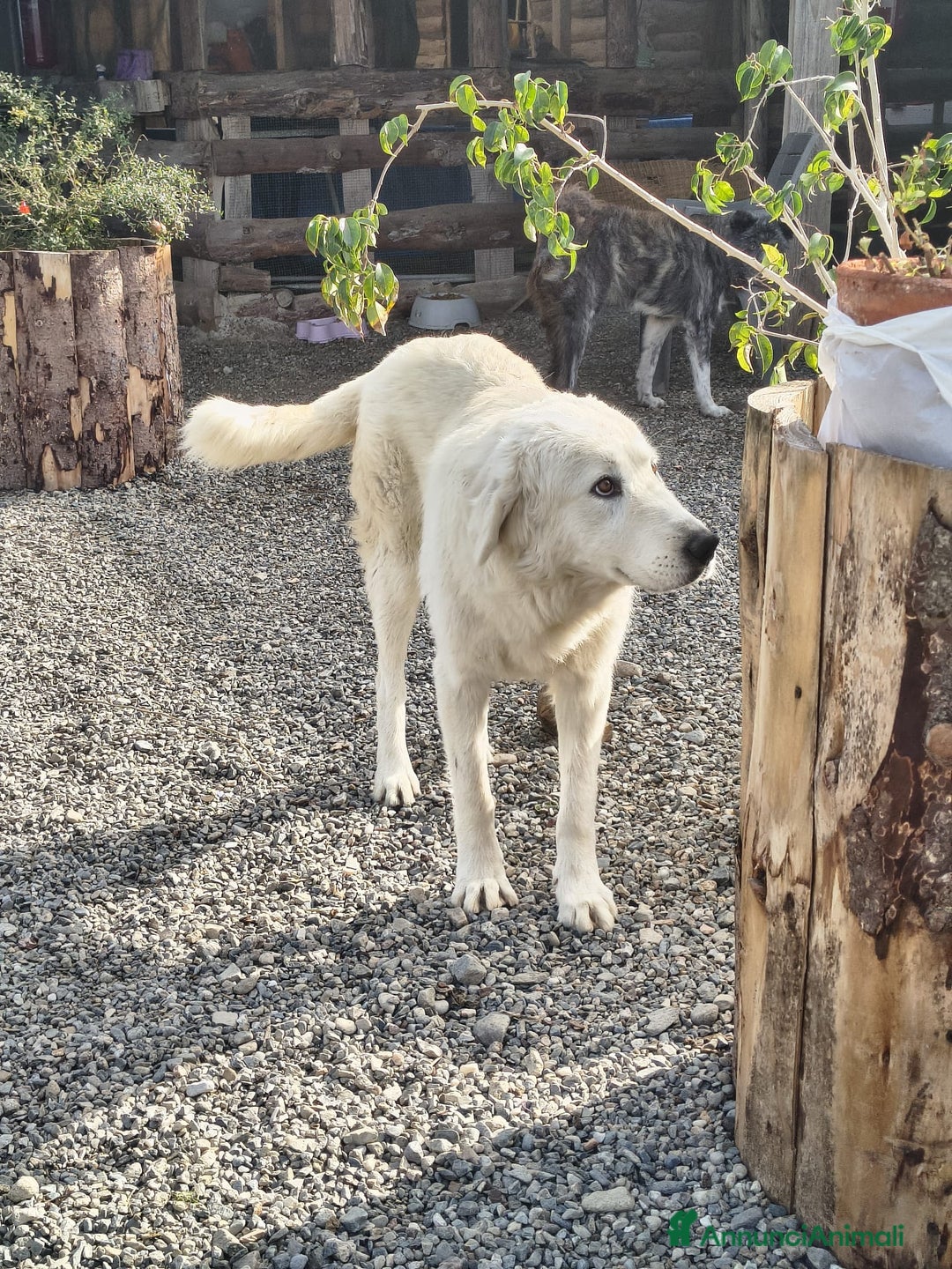 Meticcio cani in regalo: Maeve - Annuncio 8