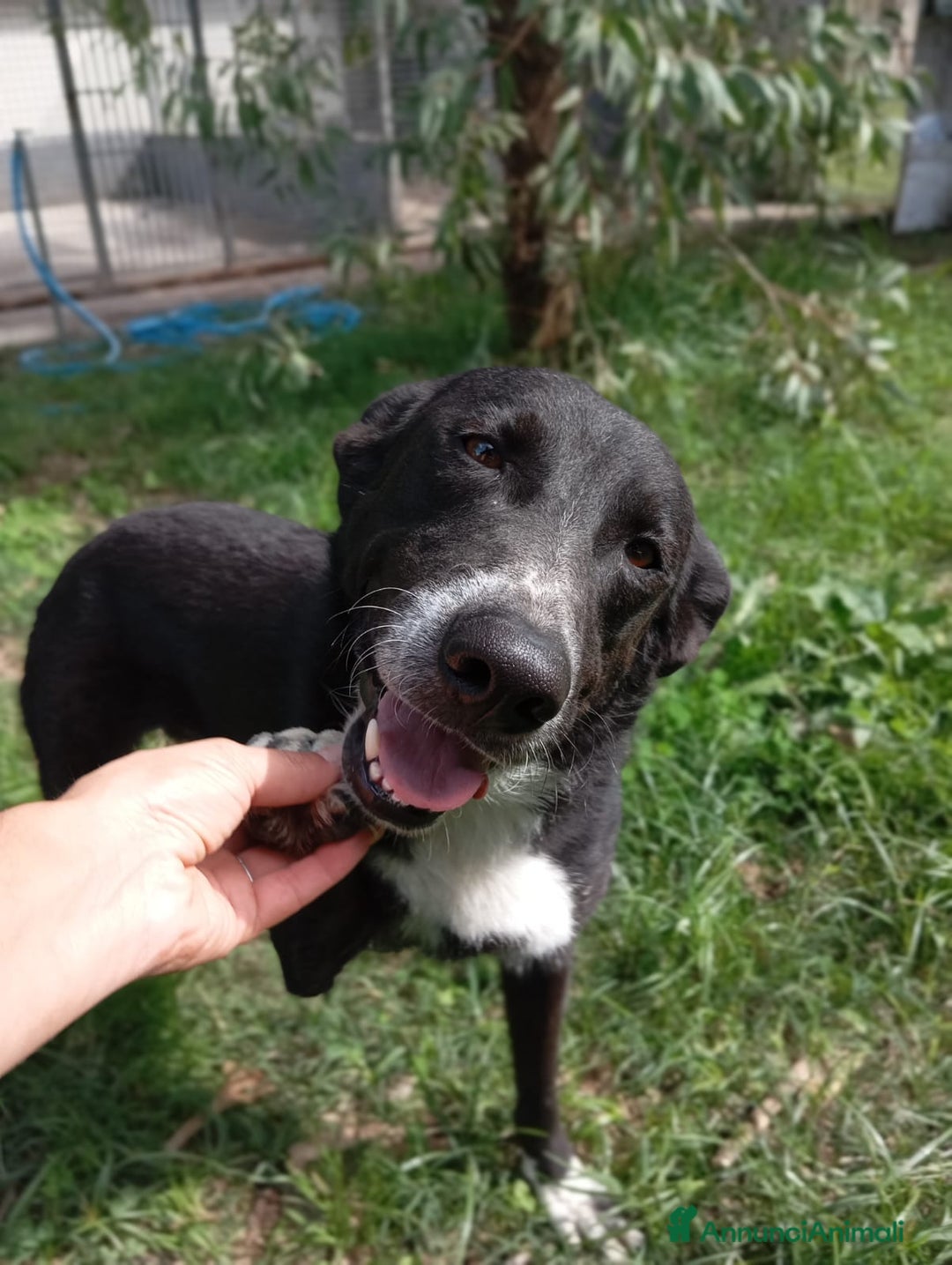 Meticcio cani in regalo: Luna, mix border collie in adozione!  a Provincia di Caserta - Immagine 6