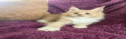 Maine Coon gatti in vendita: Cuccioli Maine coon con pedigree  - Annuncio 6
