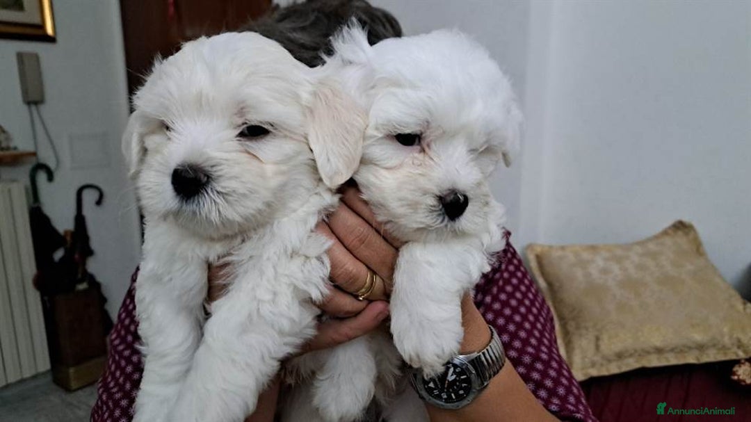 Maltese cani in vendita: Cuccioli di maltese disponibili! - Annuncio 4