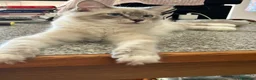 Ragdoll gatti in vendita: Cuccioli ragdoll 5 mesi disponibili  - Annuncio 2