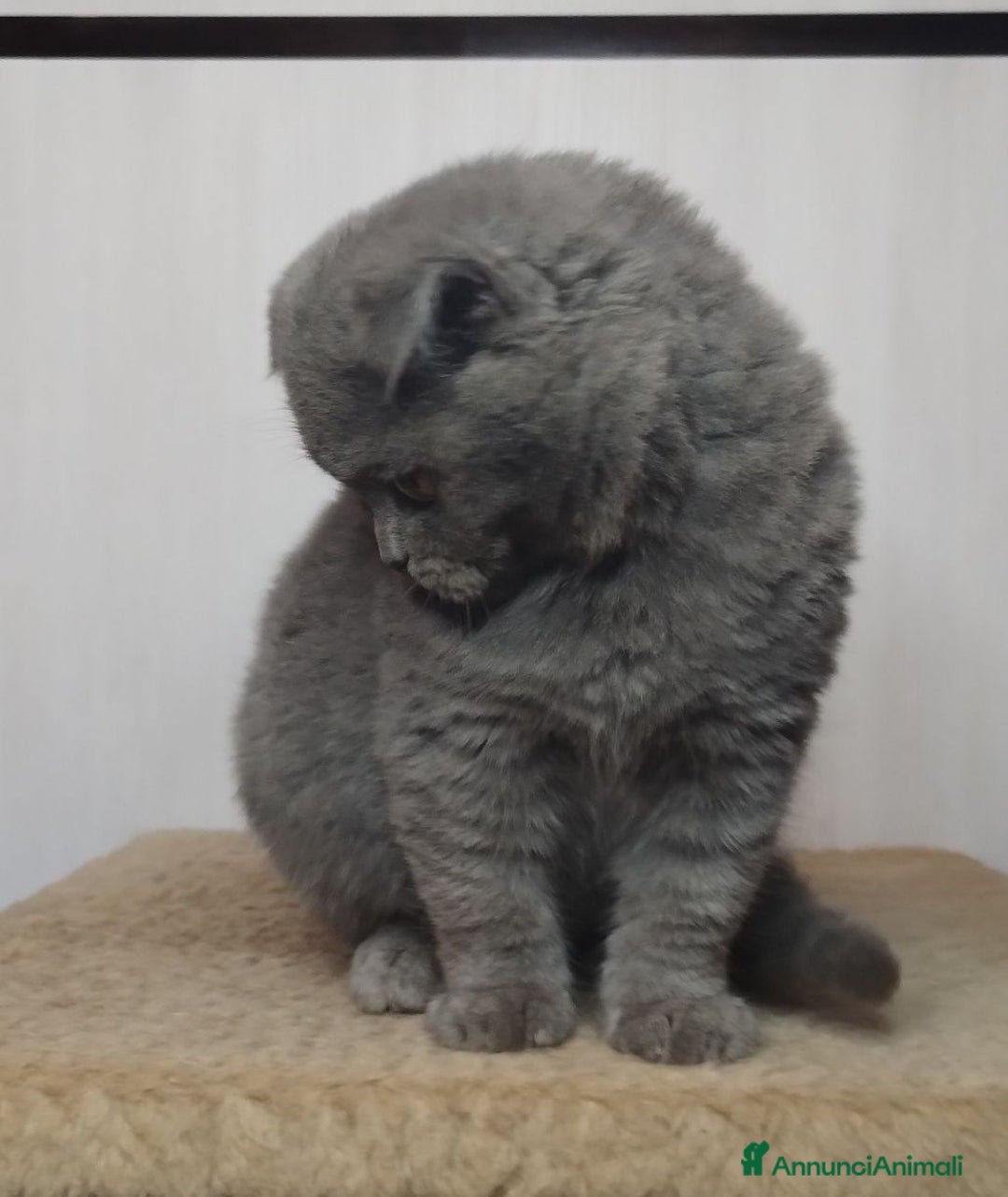 Scottish gatti in vendita: Scottish fold  - Annuncio 2