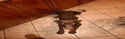 Dobermann cani in vendita: Dobermann maschio marrone fiammato a Provincia di Lecco - Annuncio 3