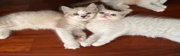 Ragdoll gatti in vendita: Cuccioli Ragdoll Udine - Annuncio 10