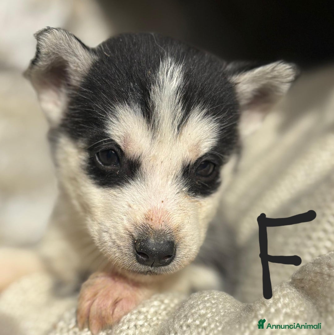 Husky cani in vendita: Cucciollata di husky siberian  - Annuncio 4