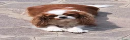 Cavalier King cani in vendita: Ciccioli di Cavalier King Charles Spaniel - Annuncio 6
