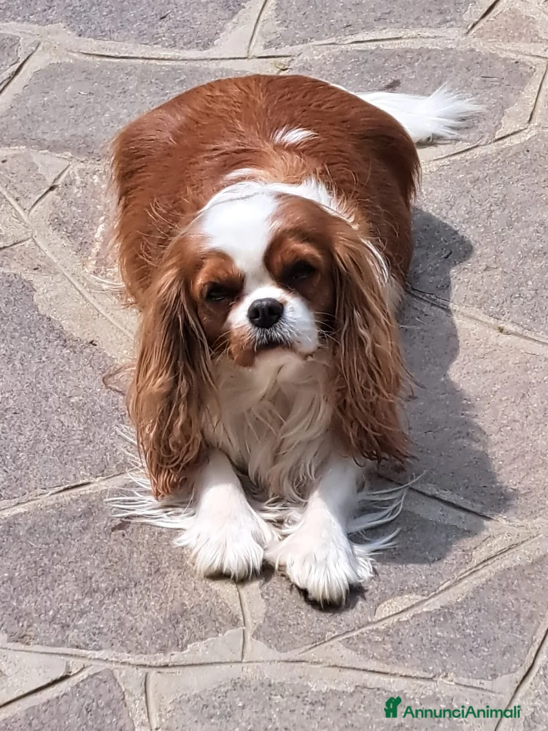 Cavalier King cani in vendita: Ciccioli di Cavalier King Charles Spaniel - Annuncio 6