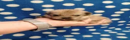 Volpino Pomerania cani in vendita: Volpino nano cuccioli - Annuncio 7