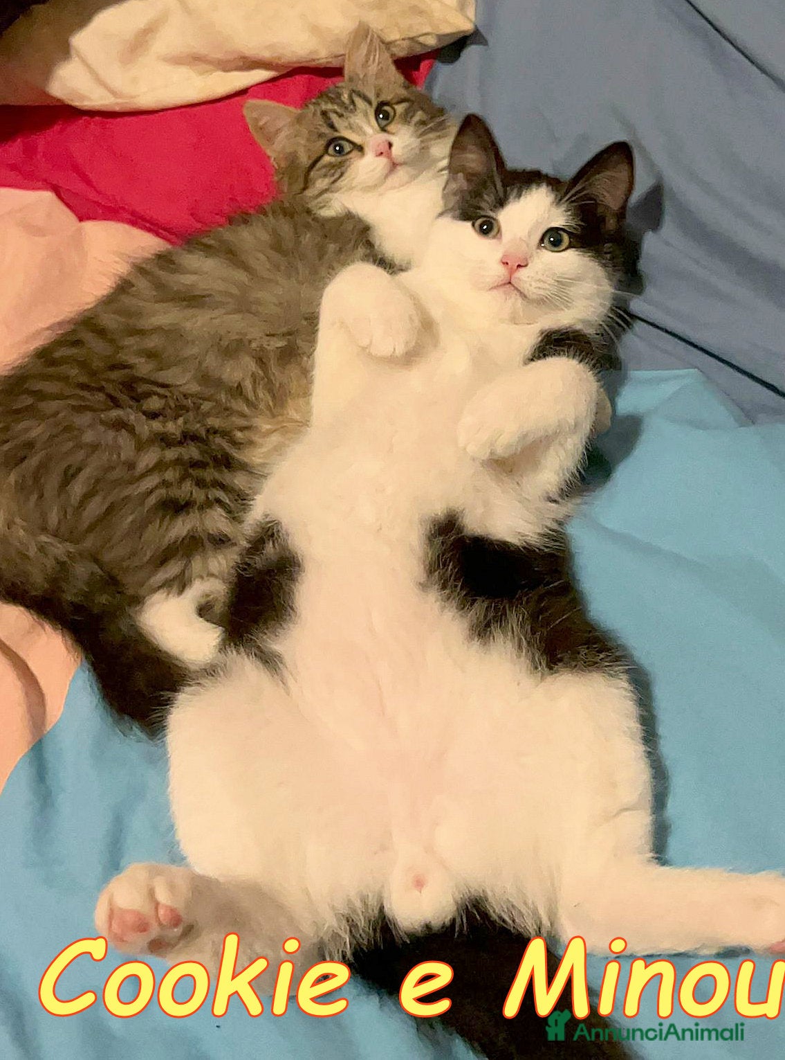 Europeo gatti COOKIE E MINOU - Annuncio 31