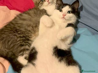 Europeo gatti COOKIE E MINOU - Annuncio 31