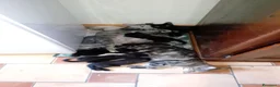Meticcio gatti in regalo: Regalo gattini (gatti) di 2 mesi - Annuncio 5