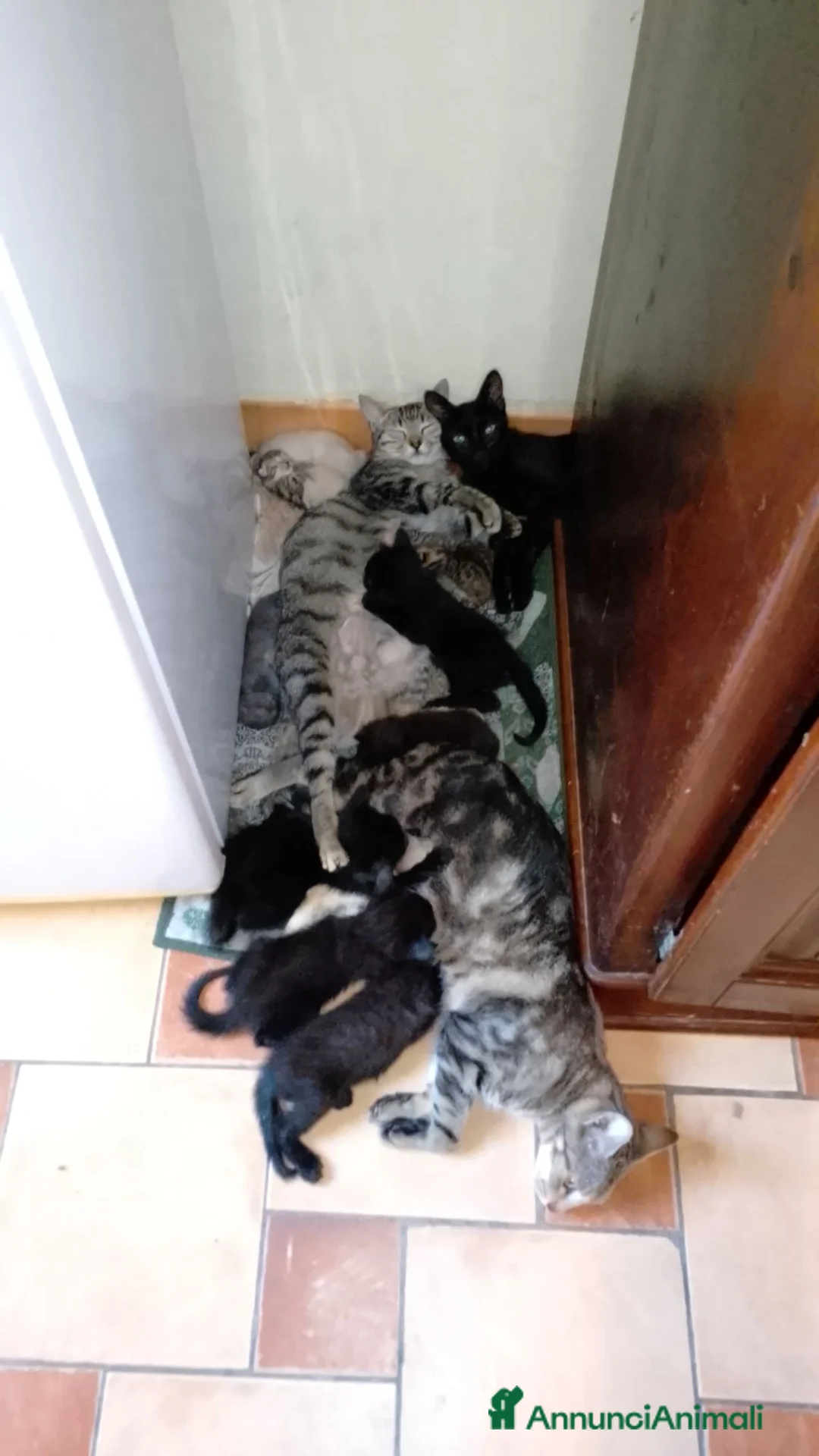 Meticcio gatti in regalo: Regalo gattini (gatti) di 2 mesi - Annuncio 5