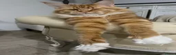 Maine Coon gatti in vendita: Maine Coon bellissimi  - Annuncio 7