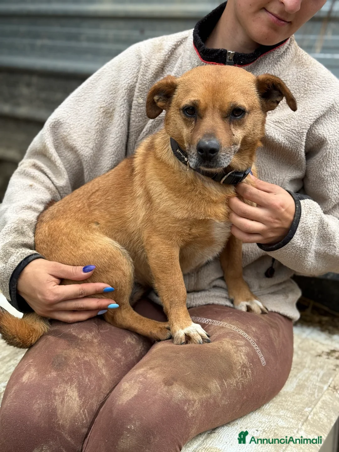 Meticcio cani in regalo: JACODA, piccoletta super impaurita. - Annuncio 3