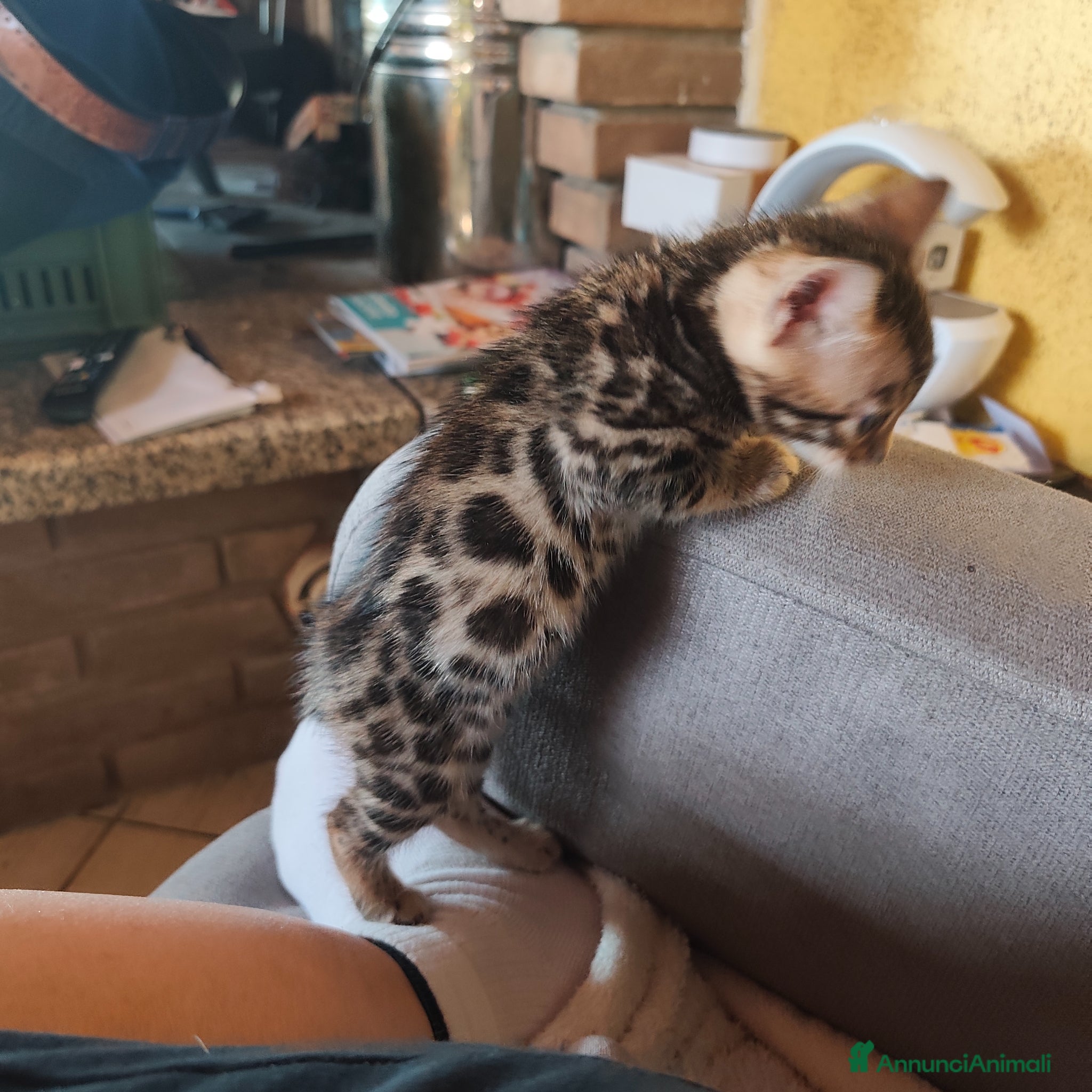 Bengala gatti in vendita: Cuccioli bengala  a Città metropolitana di Cagliari - Annuncio 4