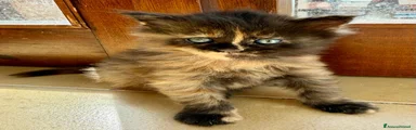 Maine Coon Gattino 4